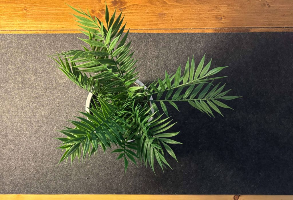 Spacing and light working in accordance with a plant on a cosy desk setup.