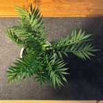 Spacing and light working in accordance with a plant on a cosy desk setup.