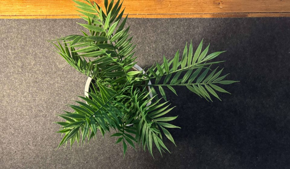 Spacing and light working in accordance with a plant on a cosy desk setup.