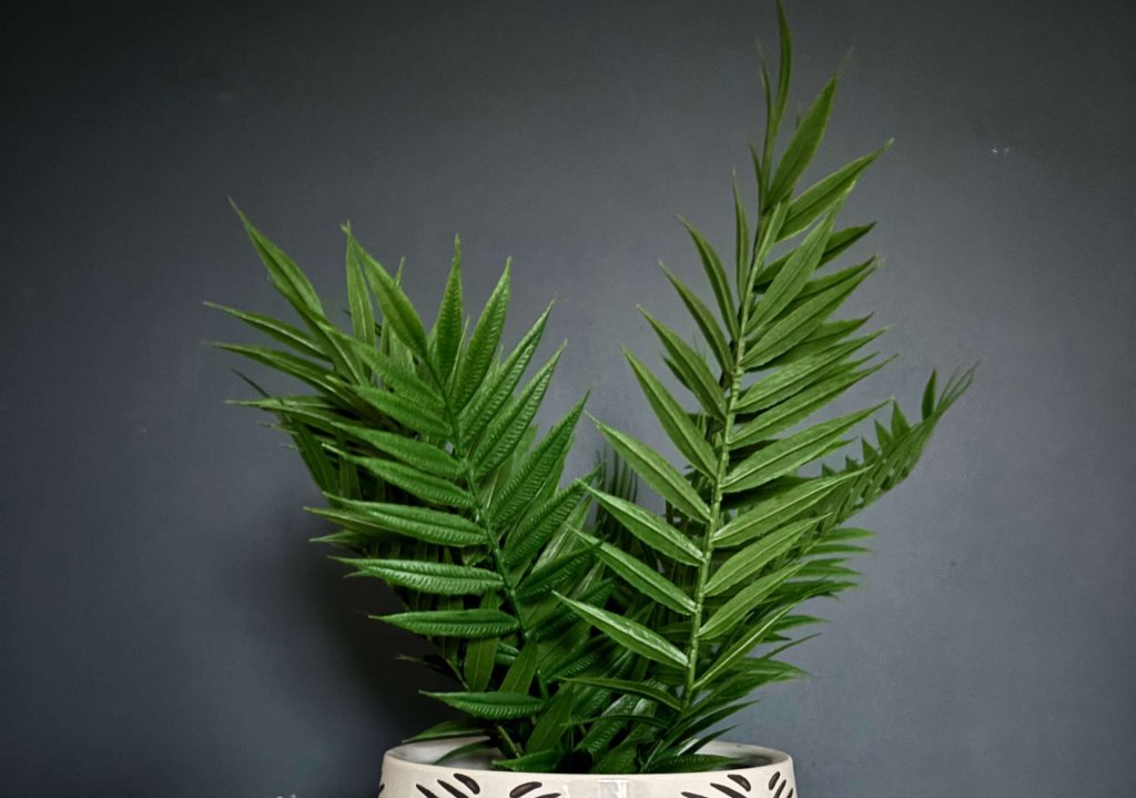 Office Desk Plant