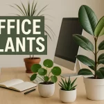 Office plants placed on a desk
