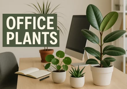 Office plants placed on a desk